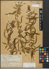 Foto von Salix alba L. x Salix fragilis L.